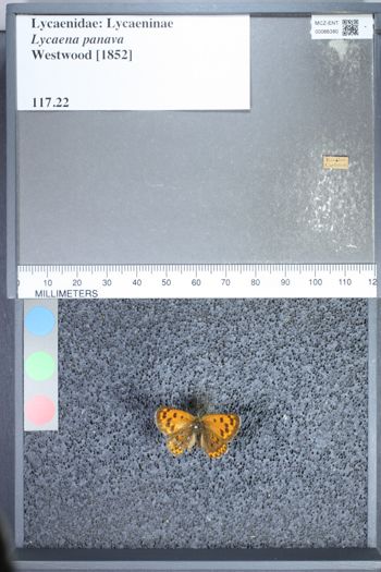 Media type: image;   Entomology 66380